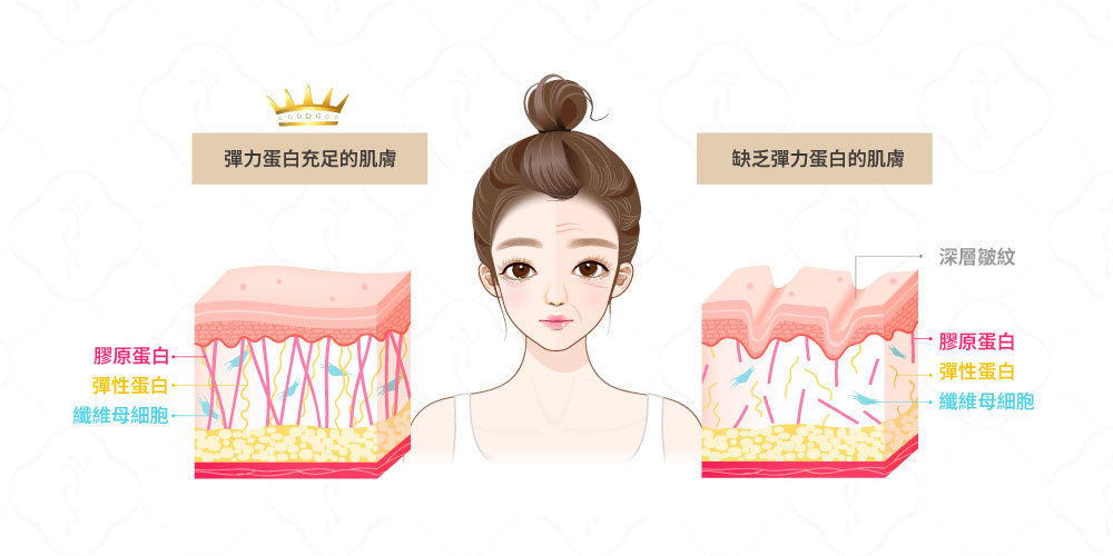 皮膚膠原蛋白充足與流失比較圖