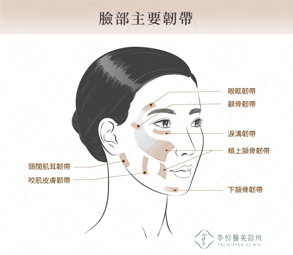 臉部韌帶說明